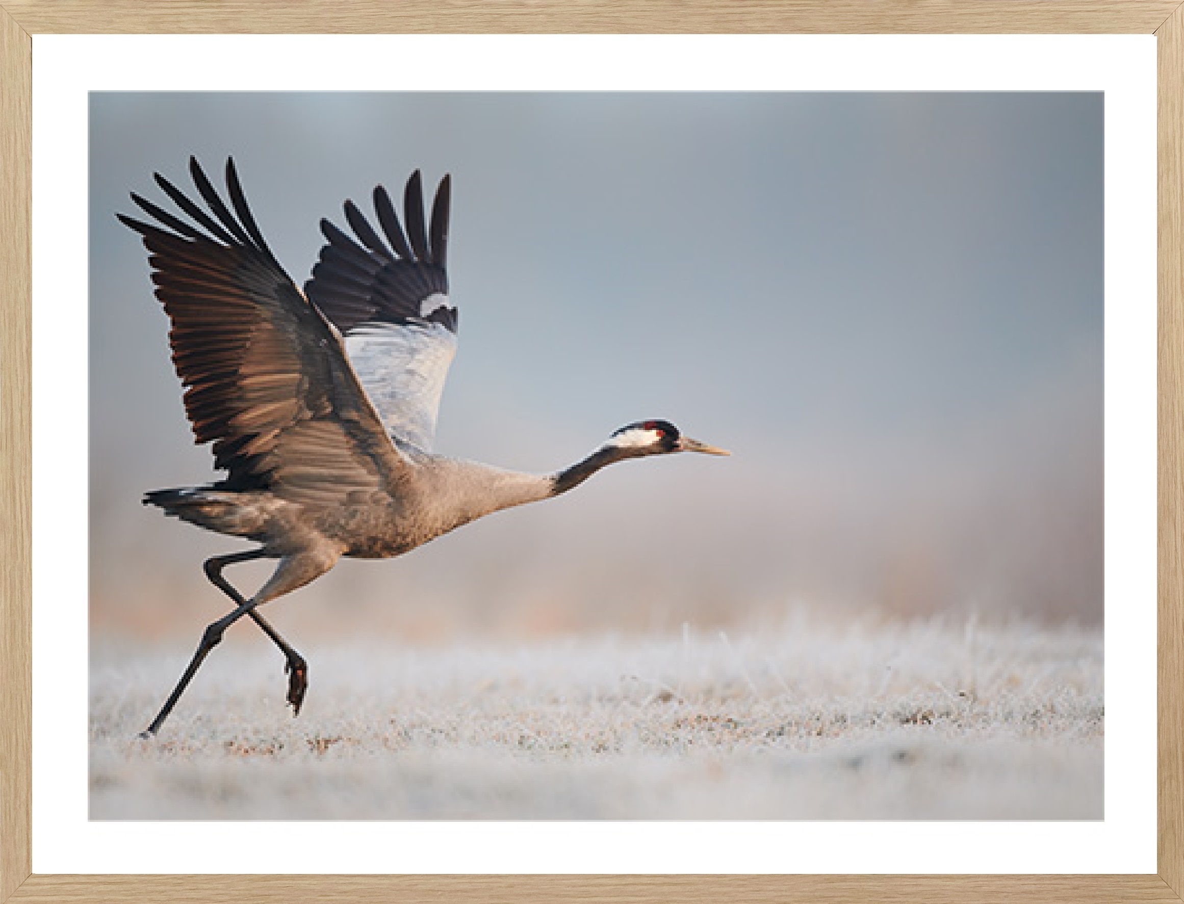 Bönninghoff Bild mit Rahmen, Vögel-Vogelbilder-Tiere-Natur-Landschaft, (1 St.)