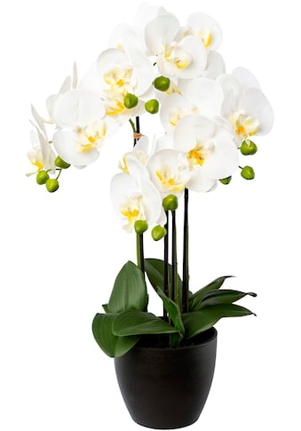 Kunstorchidee »Phalaenopsis im Resintopf«