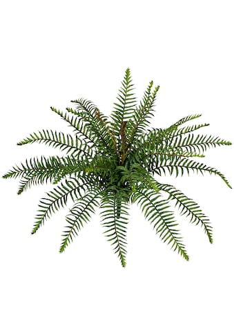 Creativ green Künstliche Zimmerpflanze »Wildfarnbusch«, (1 St.), im 2er Set kaufen