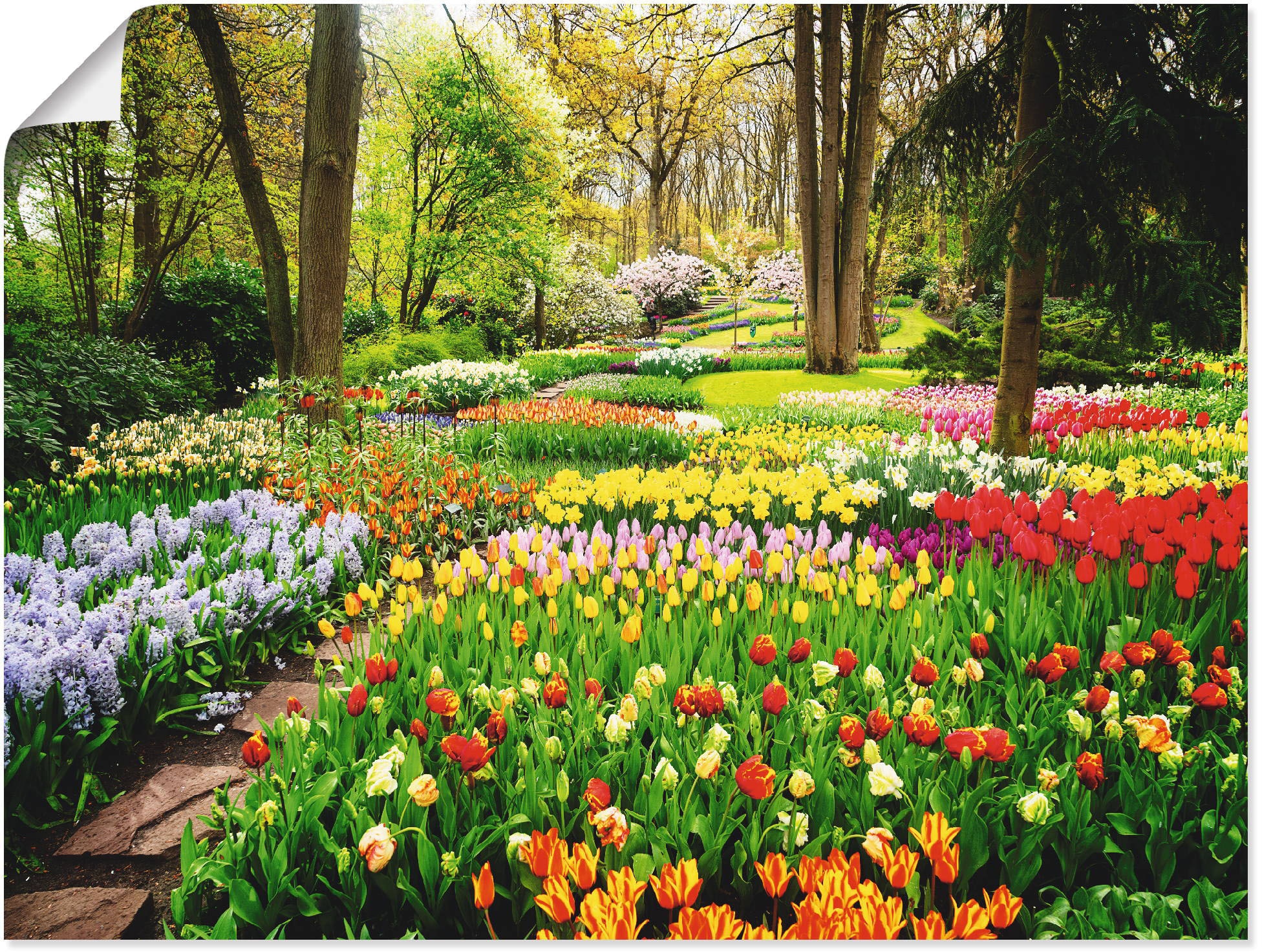 Wandbild »Tulpen Garten Frühling«, Blumenwiese, (1 St.), als Alubild, Outdoorbild,...