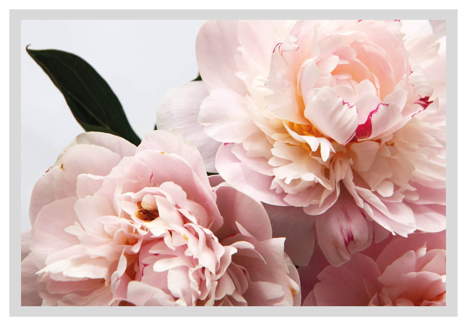 queence Bild »Runa«, Blumen, Rosen, gerahmt