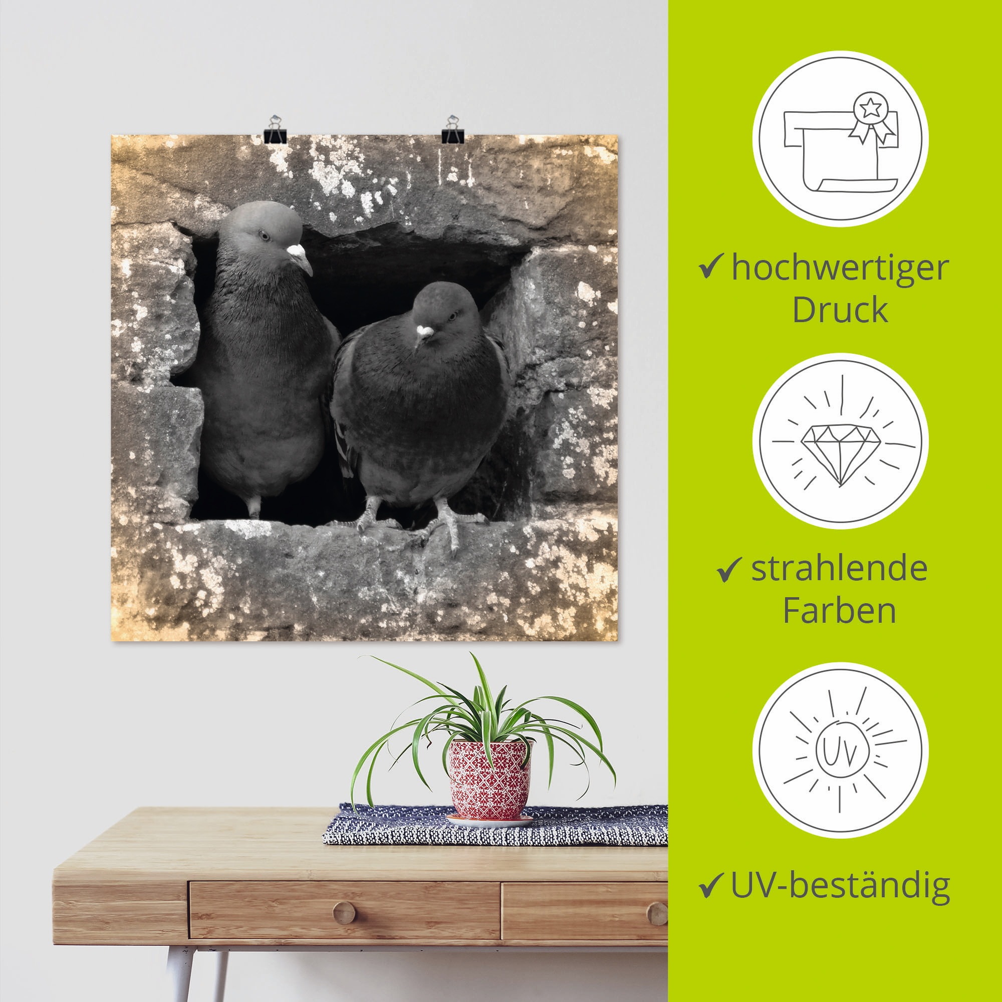 Artland Wandbild »Tauben Liebe« Vögel 1 Stk. tlg. als Alubild, Poster in verschied. Größen