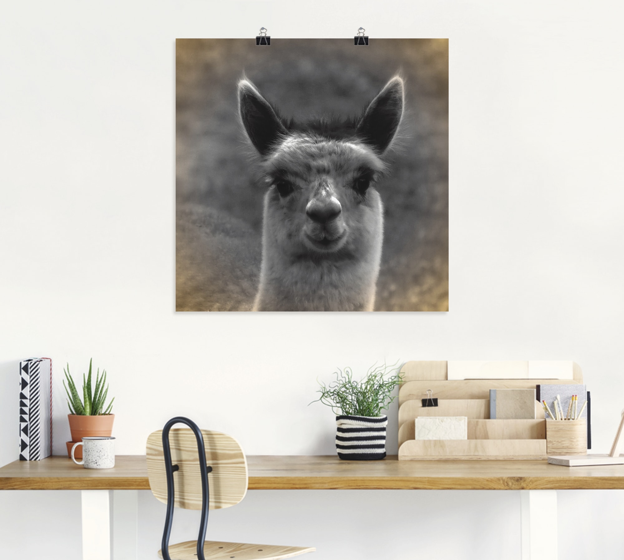 Artland Poster »Alpaka Blick« Wildtiere 1 Stk. tlg. ohne Rahmen