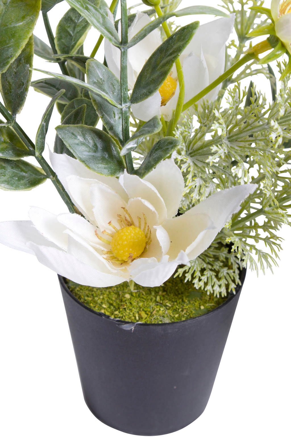 Botanic-Haus Künstliche Zimmerpflanze »Christrosen-Arrangement im schwarzen  Kunststofftopf« bequem bestellen