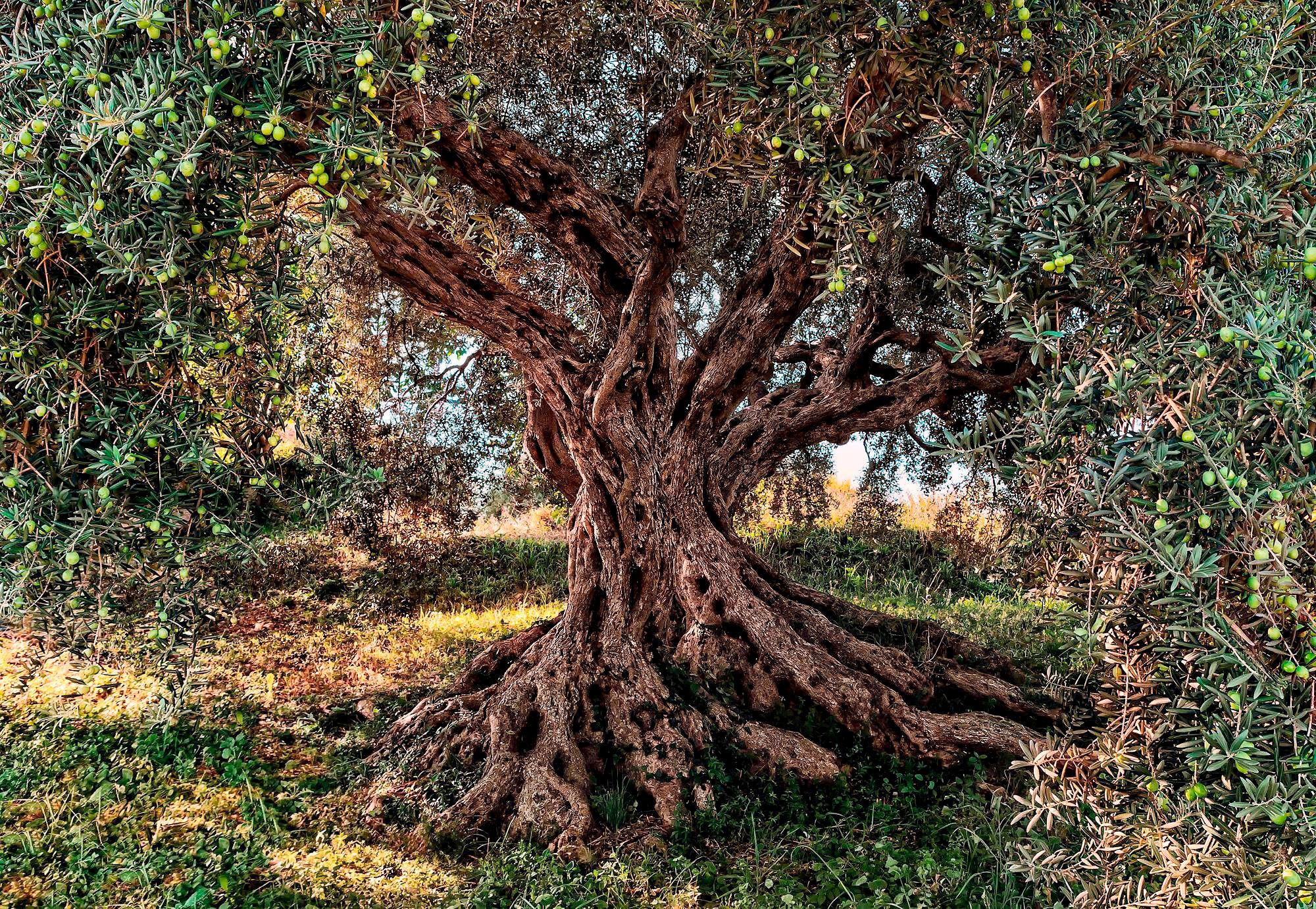 Komar Fototapete »Olive Tree«, bedruckt-Wald-Meer, ausgezeichnet lichtbeständig kaufen
