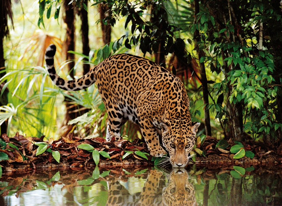 Clementoni® Puzzle »High Quality Collection, Leopard«, Made in Europe