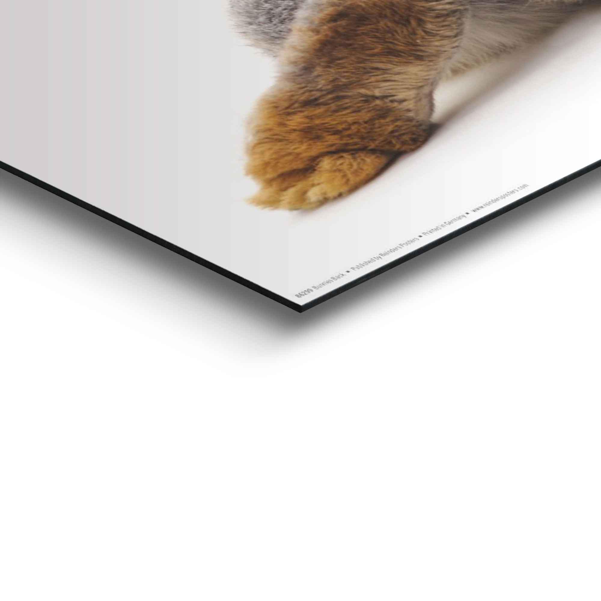 Reinders! Wandbild »Wandbild Kaninchen Rabbit - Hase - Schwanz - Relax«,  Hasen, (1 St.) auf Raten bestellen | Kunstdrucke