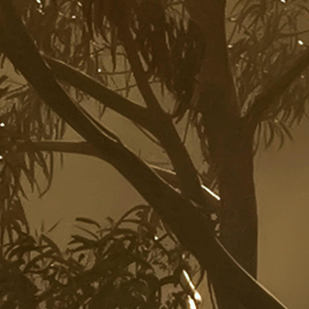 Komar Fototapete »Digitaldruck Vlies - Foggy Sunshine - Größe 400 x 250 cm«, bedruckt, Wohnzimmer, Schlafzimmer