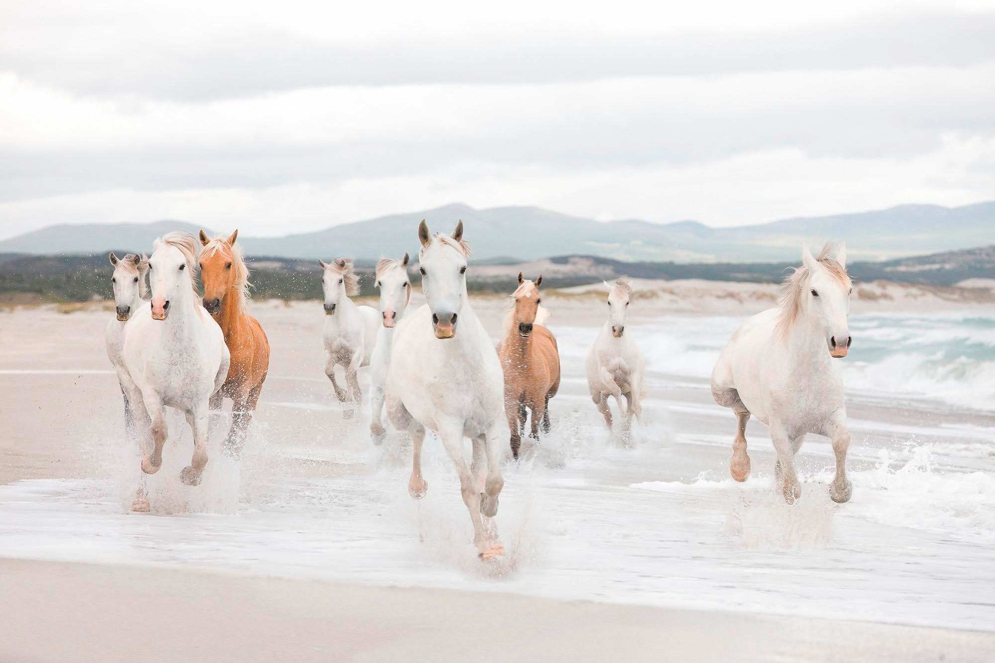 Komar Fototapete »White Horses«, 368x254 cm (Breite x Höhe), inklusive  Kleister online kaufen | mit 3 Jahren XXL Garantie