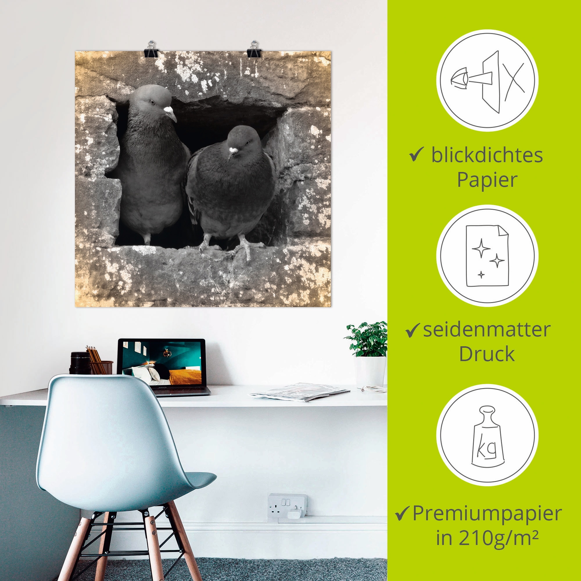 Artland Wandbild »Tauben Liebe« Vögel 1 Stk. tlg. als Alubild, Poster in verschied. Größen