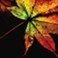 fallingleaves