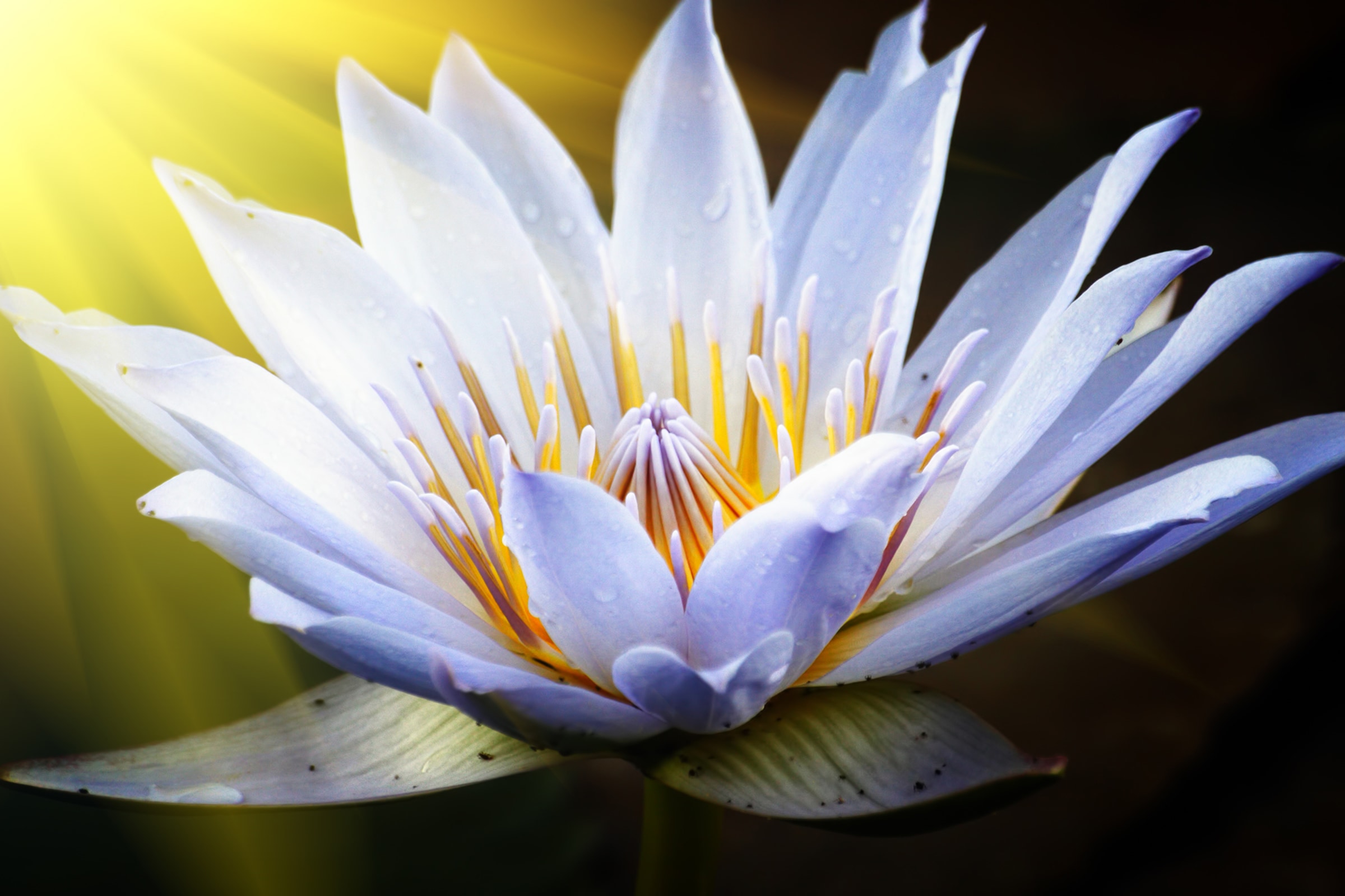 Fototapete »Lotus Flower«