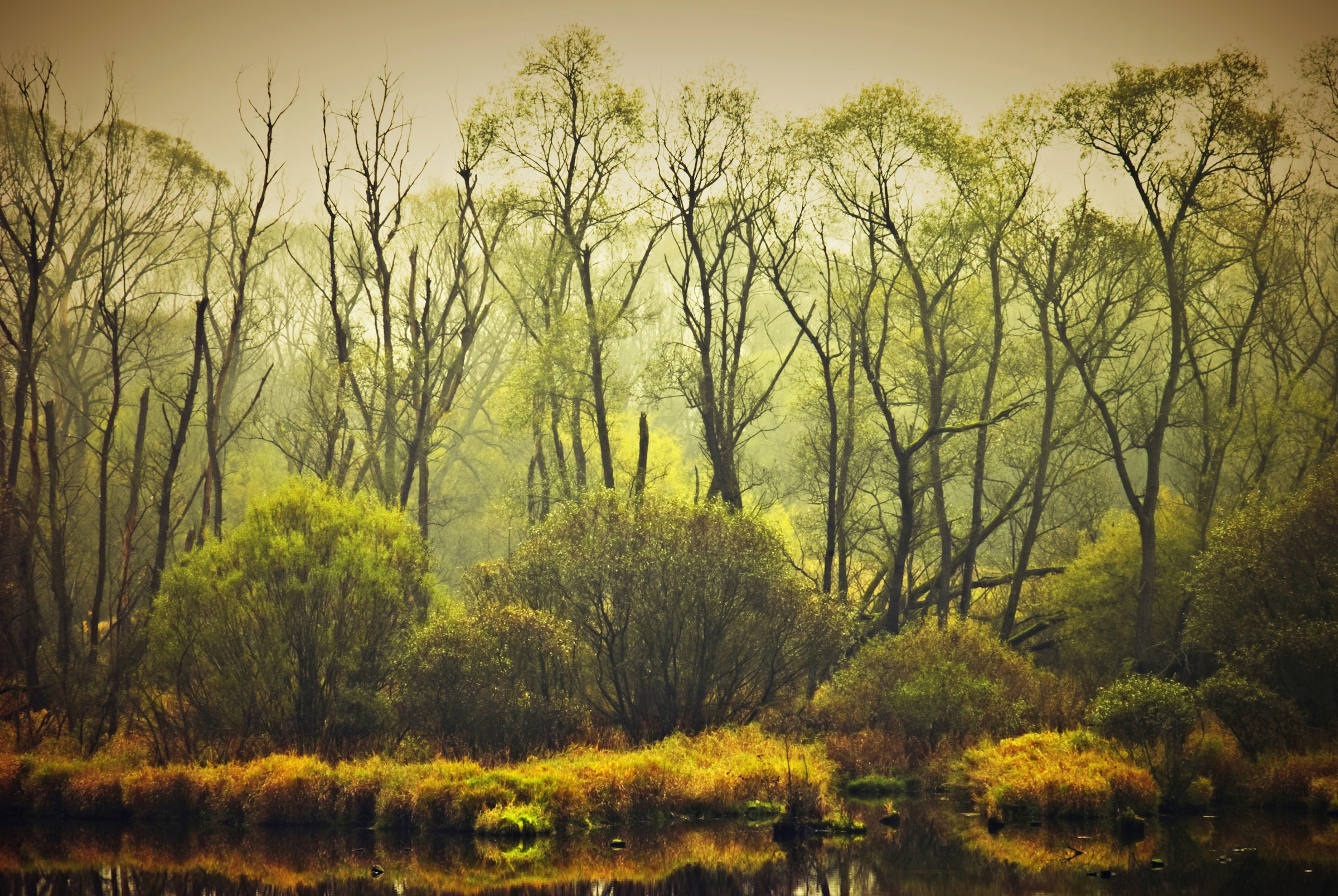 Fototapete »BÄUME-NATUR LANDSCHAFT HERBST WALD DSCHUNGEL SEE WÄLDER«