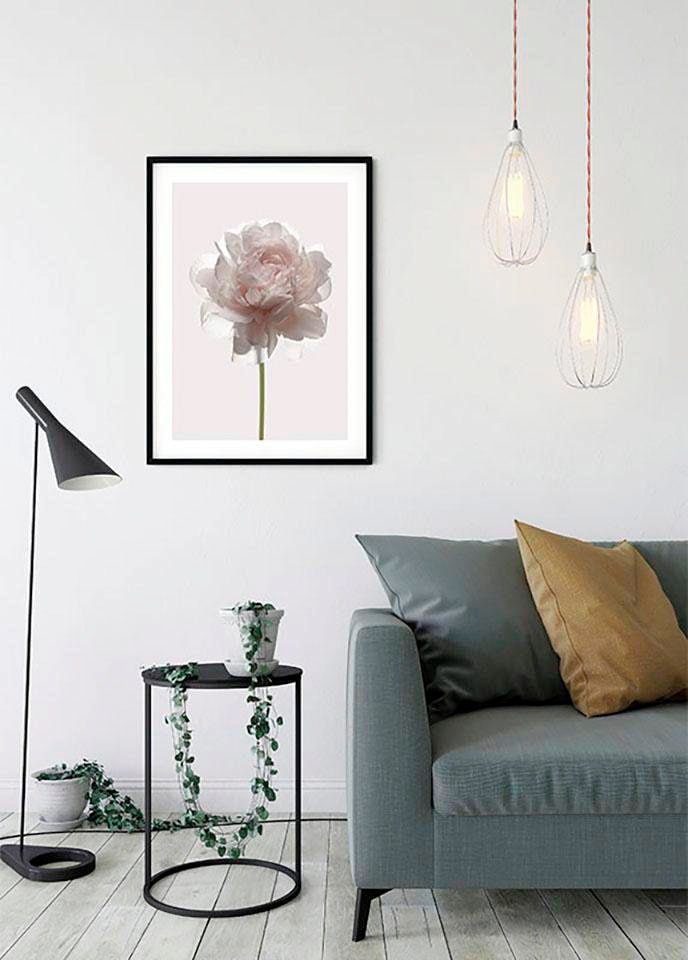 Komar Bild »Rose« Blumen 1 Stk. tlg. Wandbild zur Dekoration - ohne Rahmen