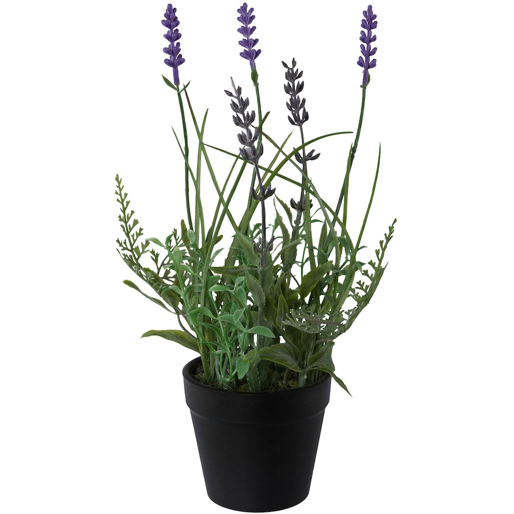 Creativ green Kunstpflanze »Lavendel«
