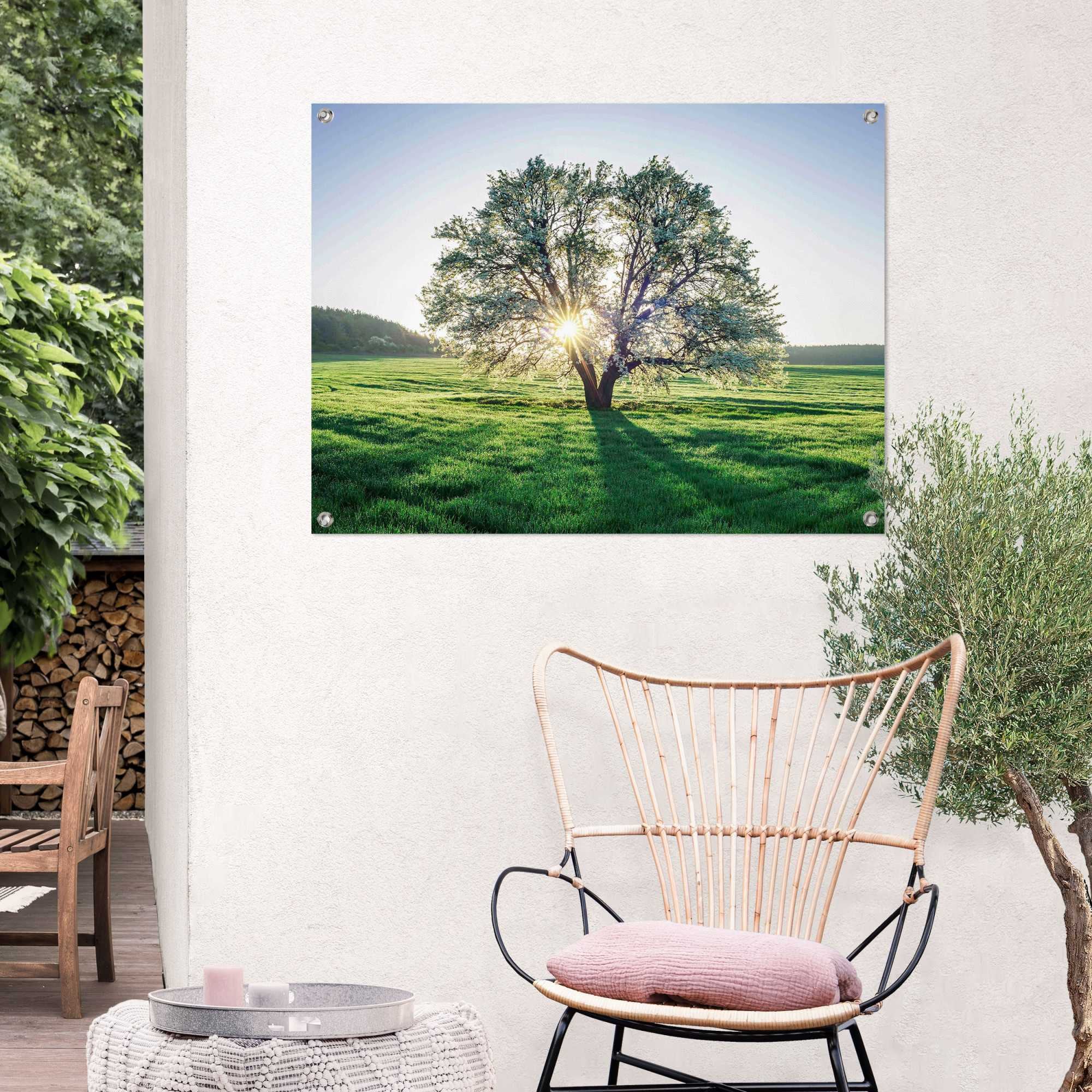 Reinders! Poster »Baum in der Morgensonne«, Outdoor für Garten oder Balkon  auf Rechnung kaufen