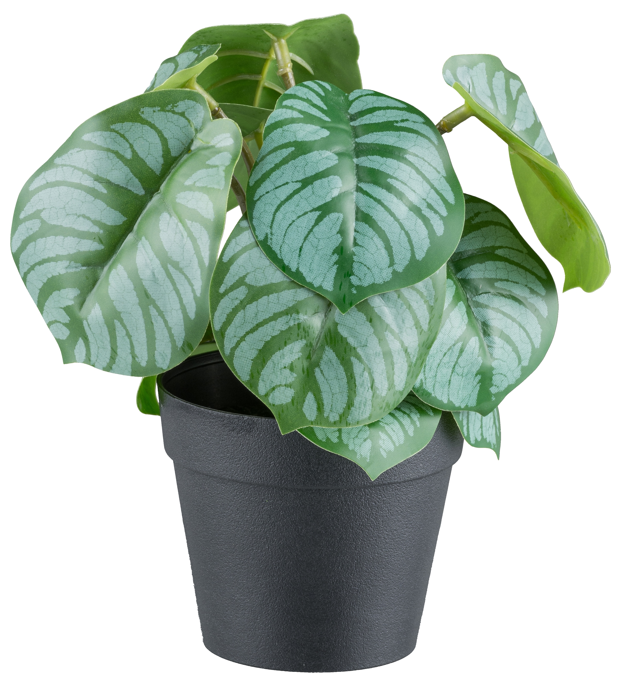 Creativ green Kunstpflanze »Grünpflanzen« mit verschiedenen Ausführungen im Set