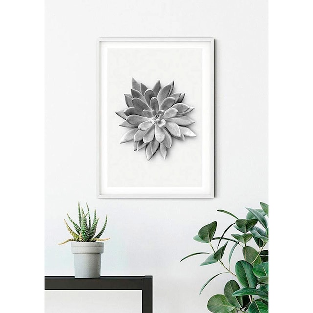 Komar Poster »Succulent Agave«, Pflanzen-Blätter, Kinderzimmer, Schlafzimmer,  Wohnzimmer online kaufen | mit 3 Jahren XXL Garantie