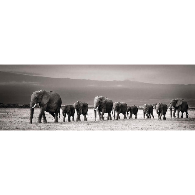 Reinders! Wandbild »Elefantenparade« auf Raten kaufen
