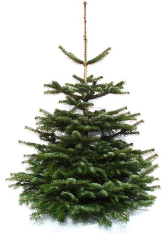 Weihnachtsbaumland Echter Weihnachtsbaum »Echte Premium-Nordmanntanne«, Nordmanntanne kaufen