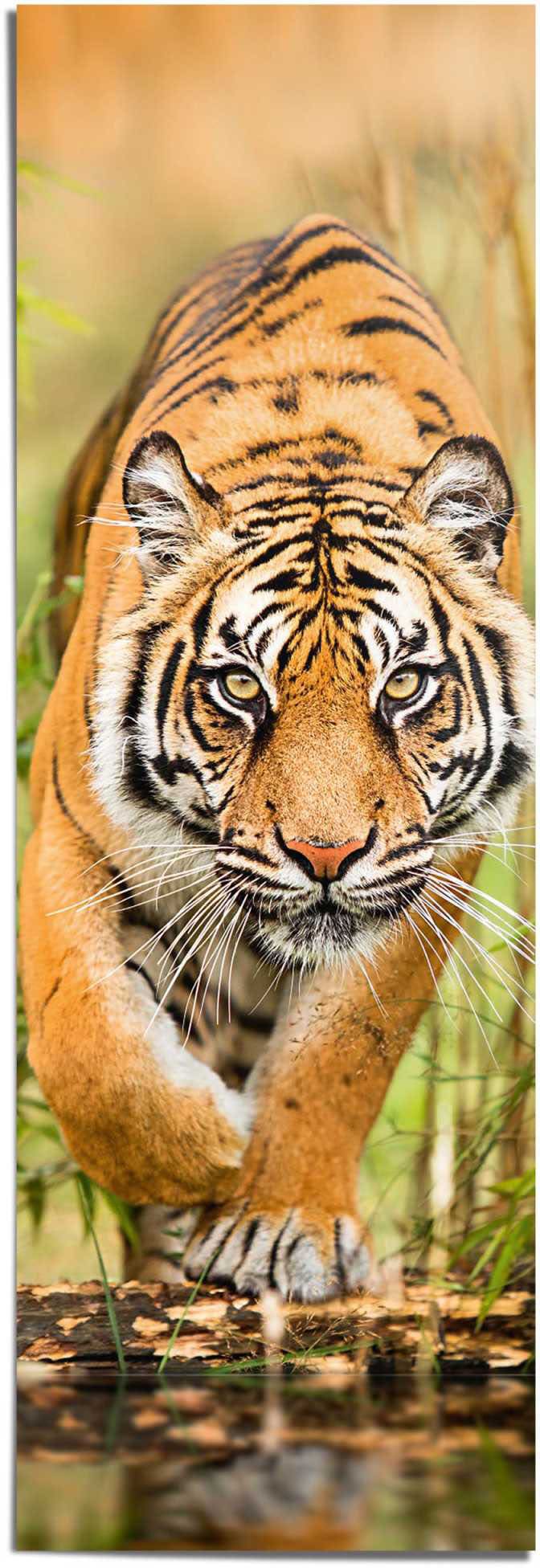 Reinders! Poster »Tiger im kaufen Anflug« auf Raten