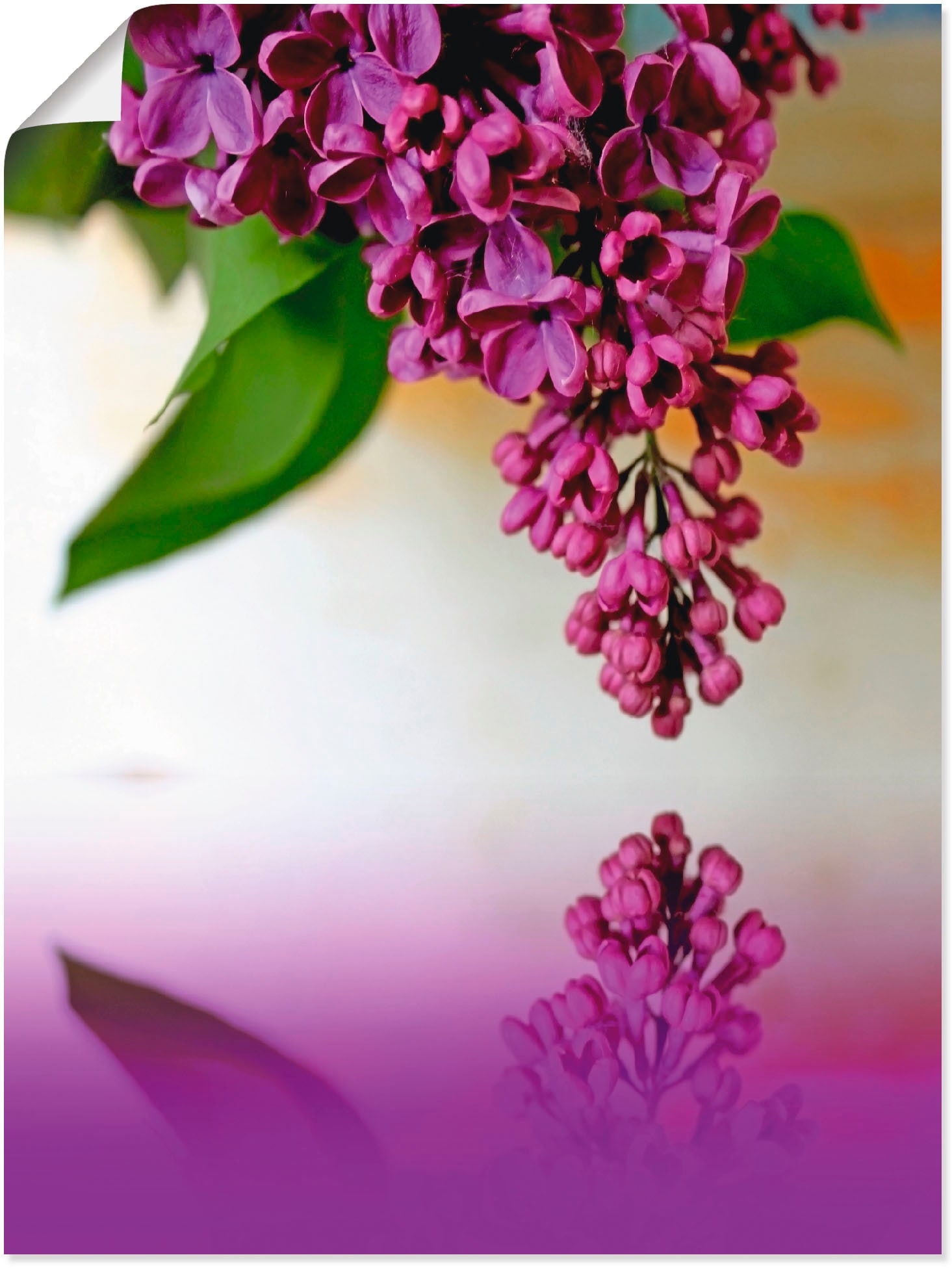 Artland Wandbild »Flieder«, Blumen, (1 St.), als Alubild, Leinwandbild,  Wandaufkleber oder Poster in versch. Größen auf Raten kaufen