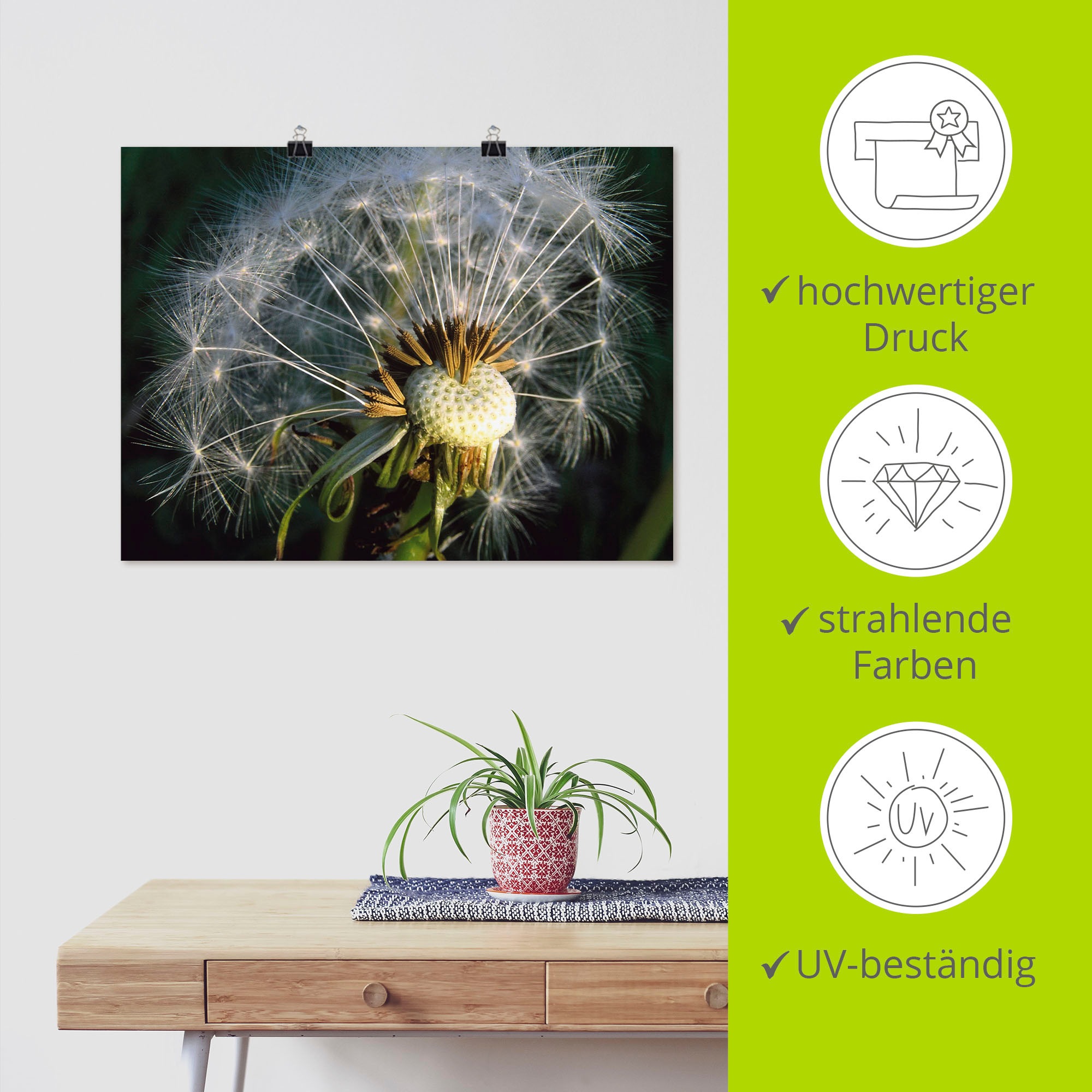 Artland Poster »Pusteblume«, Blumen, (1 St.), als Alubild, Leinwandbild, Wandaufkleber oder Poster in versch. Größen