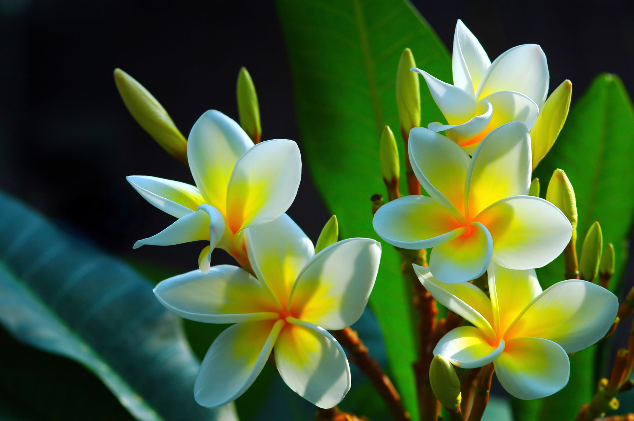 Papermoon Fototapete »FRANGIPANI-BLUMEN PLUMERIA PFLANZE JASMIN