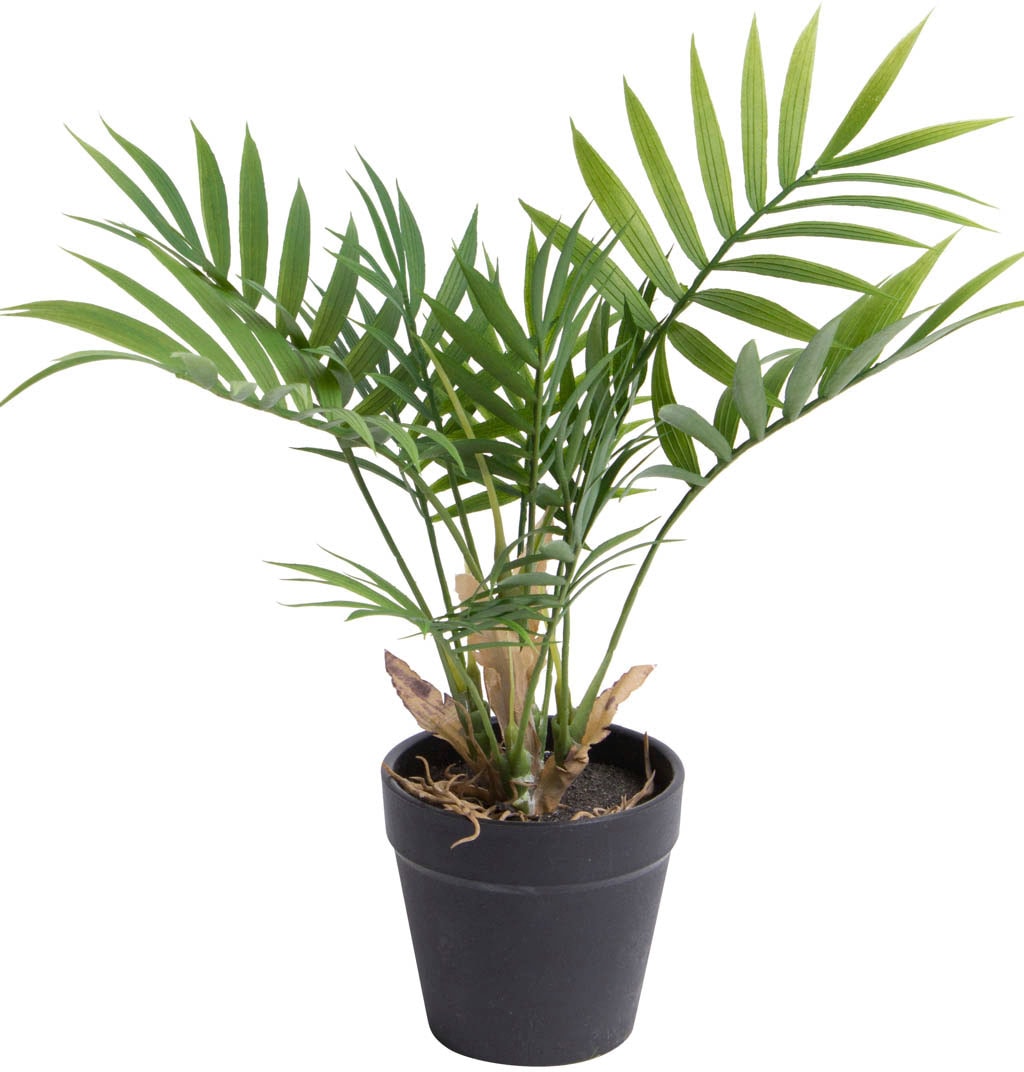 auf Raten Künstliche Zimmerpflanze »Chamaedorea bestellen Botanic-Haus Palme«