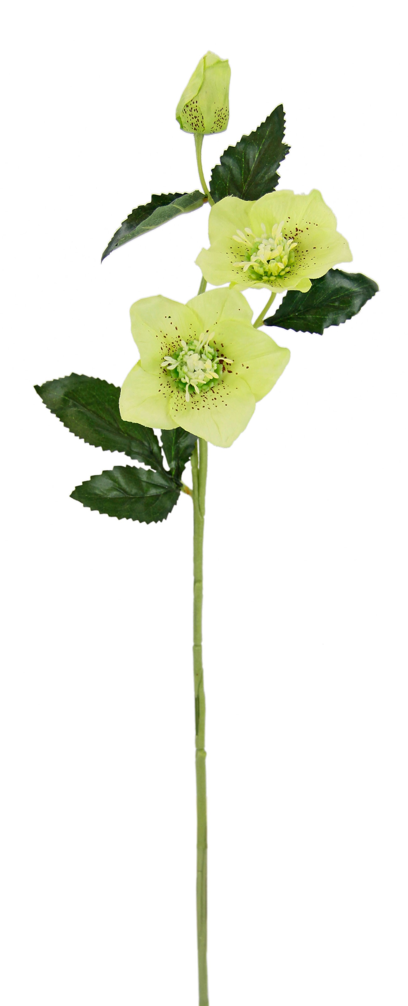 bequem 5er I.GE.A. Kunstblume »Christrose«, Set Künstlich Seidenblumen, kaufen
