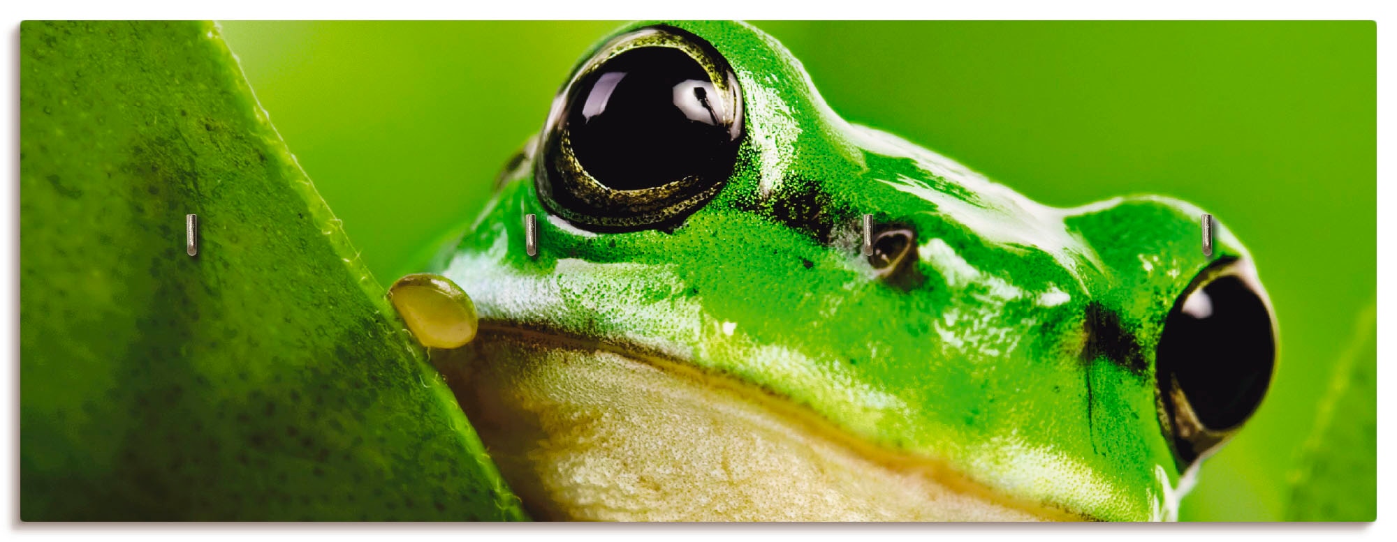 Artland Hakenleiste »Ausspähender Frosch«, MDF