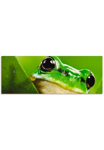 Artland Hakenleiste »Ausspähender Frosch«, MDF kaufen