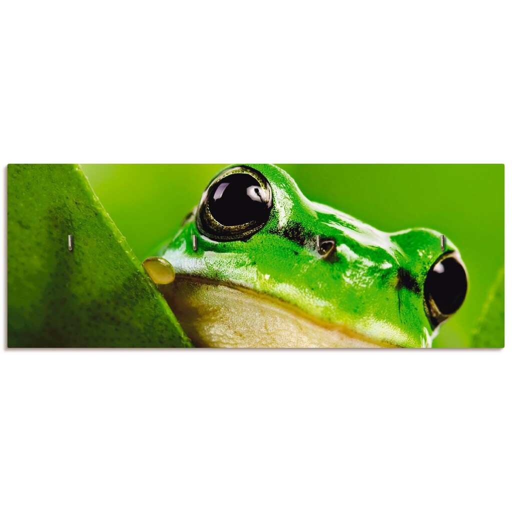 Artland Hakenleiste »Ausspähender Frosch«