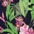 Black AOP:436 Pure tropical