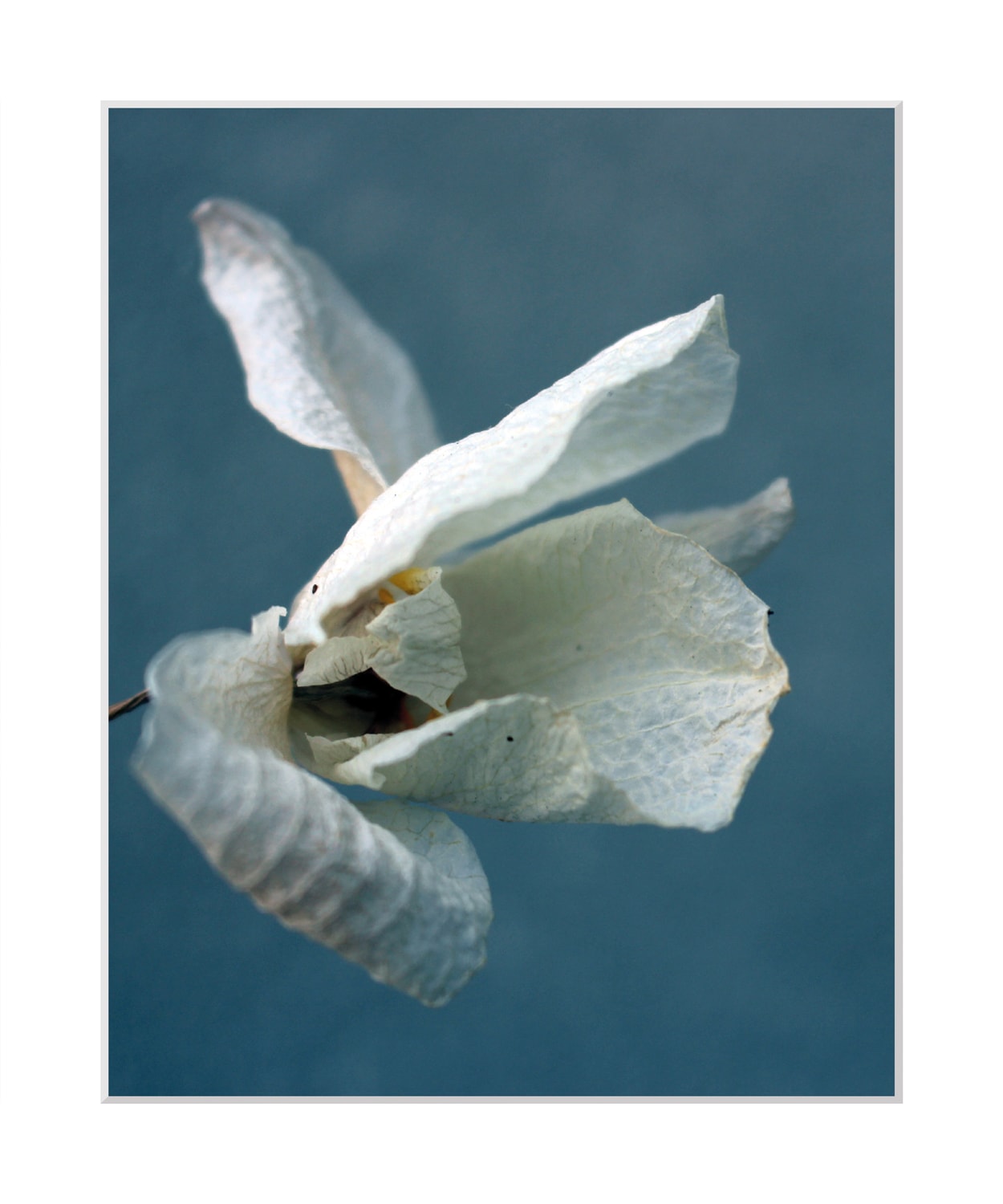 queence Bild »Amelie« Blumen | Blumenbilder | Blätterbilder | Foto Blumen, gerahmt