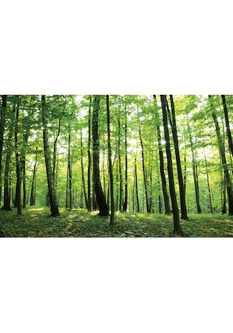 Consalnet Fototapete »Grüner Wald«, Motiv kaufen