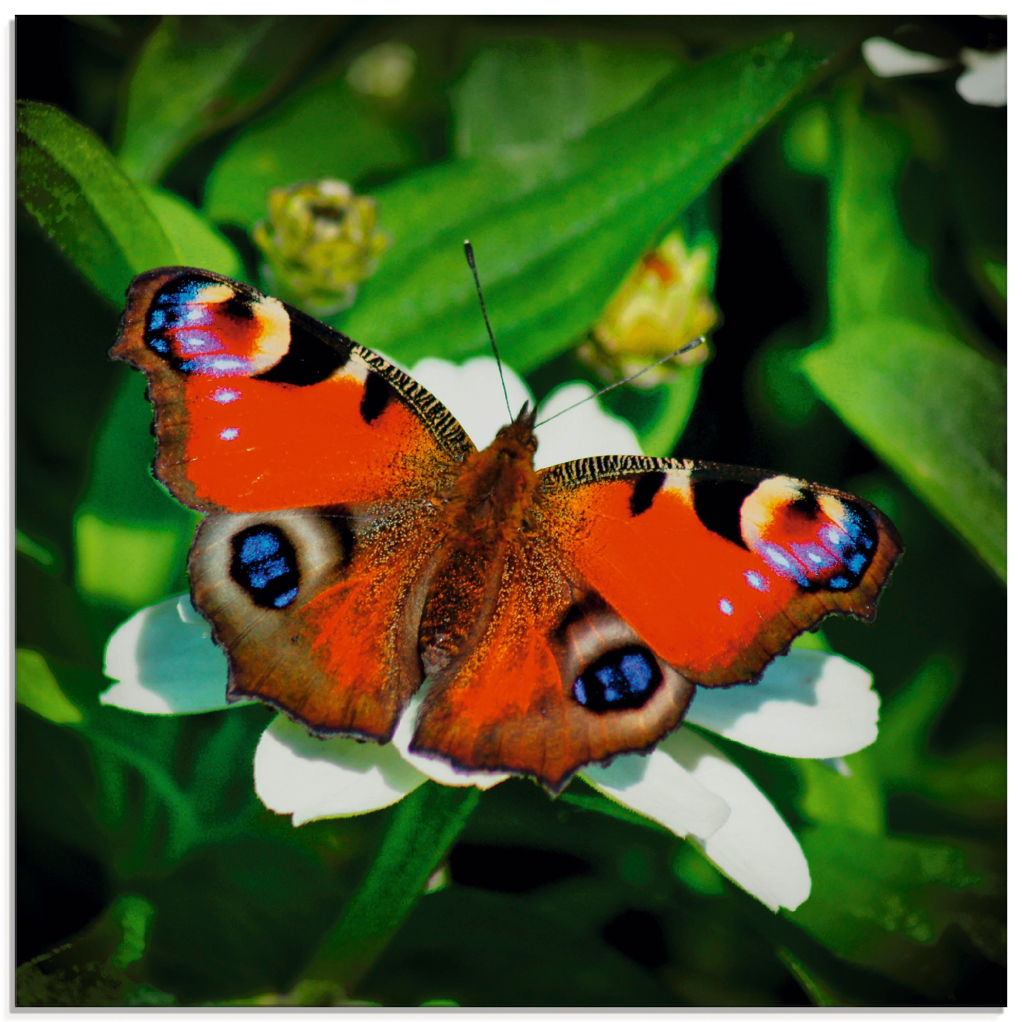 Artland Glasbild "Tagpfauenauge" Insekten 1 Stk. tlg. in verschiedenen Größen