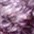 aubergine