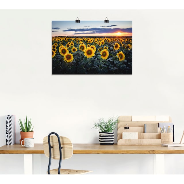 Artland Wandbild »Sonnenblumenfeld, Sonne im Hintergrund«, Blumenwiese, (1  St.), als Alubild, Leinwandbild, Wandaufkleber oder Poster in versch. Größen  auf Raten kaufen