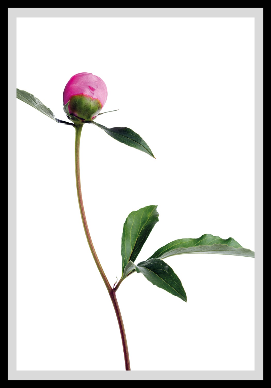 queence Bild »Manuel«, Blumen, gerahmt, Rosen