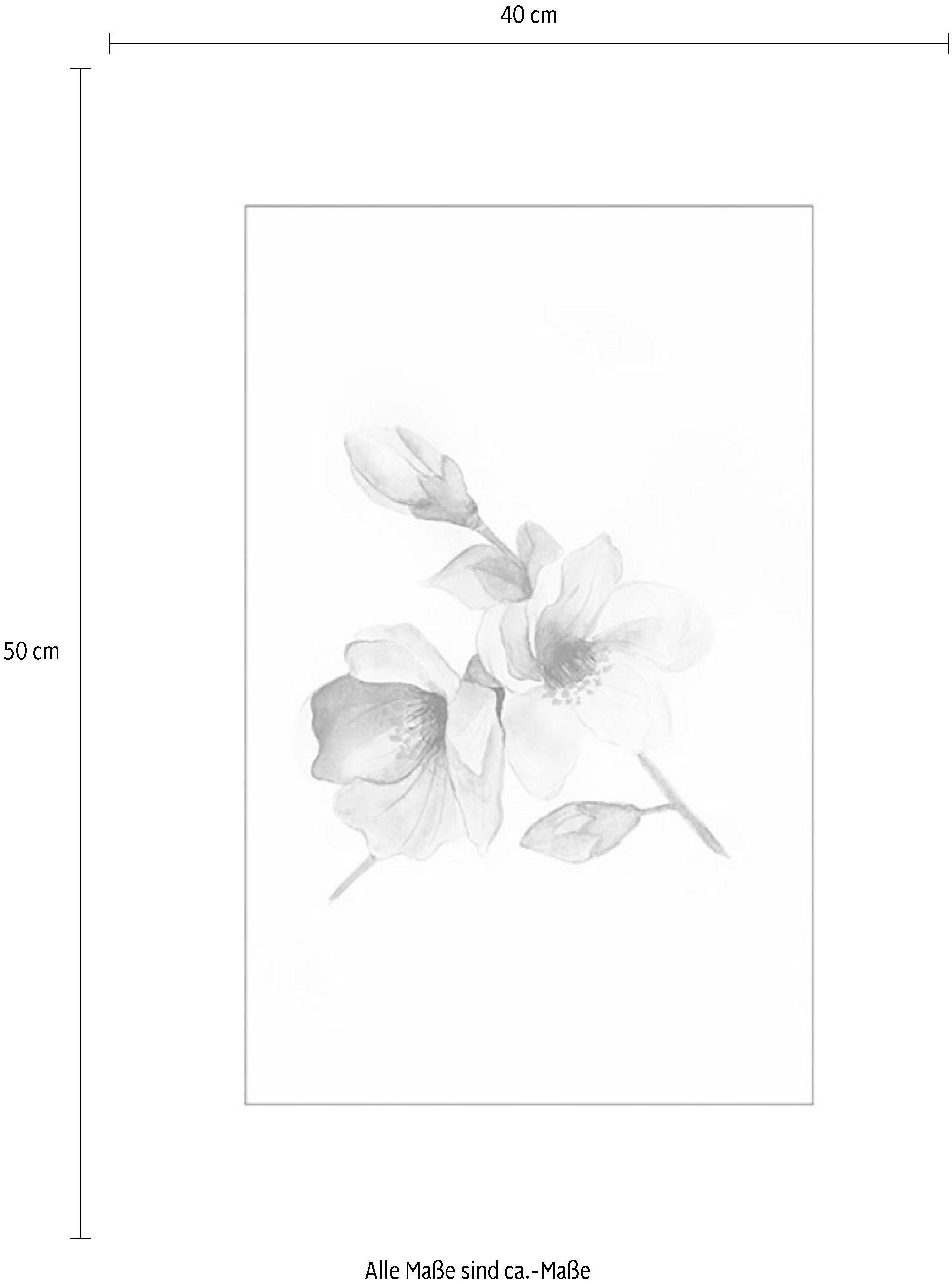 Komar Bild »Magnolia Breathe« Blumen 1 Stk. tlg. Wandbild zur Dekoration - ohne Rahmen