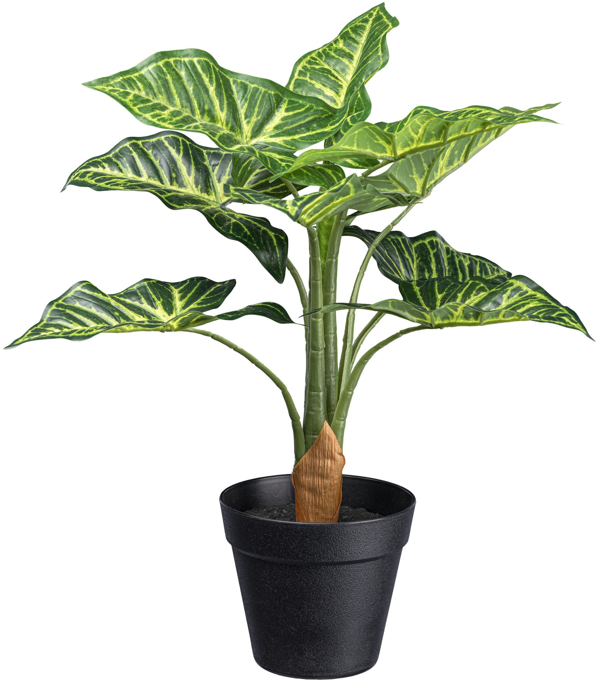 Creativ green Künstliche Zimmerpflanze »Syngonium«, mit 10 Blättern