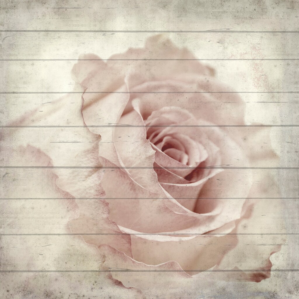 queence Holzbild »Zarte Rose«, 50x50 cm