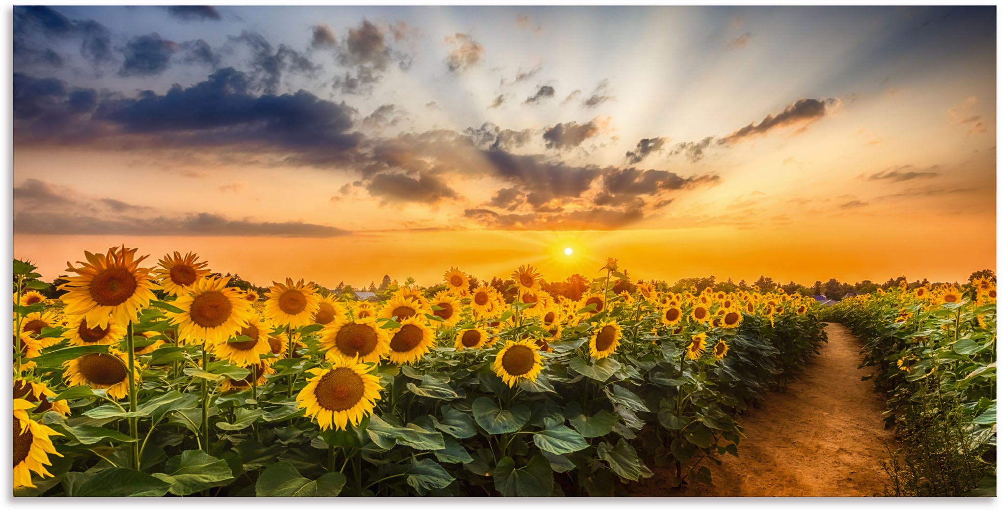 Artland Wandbild »Sonnenblumenfeld bei Sonnenuntergang«, Blumenbilder, (1 St.), als Alubild, Outdoorbild, Leinwandbild, Poster in verschied. Größen