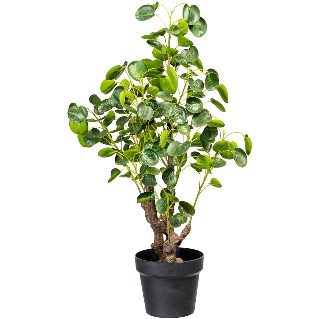 Creativ green Künstliche Zimmerpflanze »Pileapflanze«