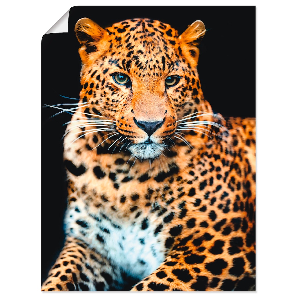 Artland Wandbild »Wütender wilder Leopard«, Wildtiere, (1 St.)