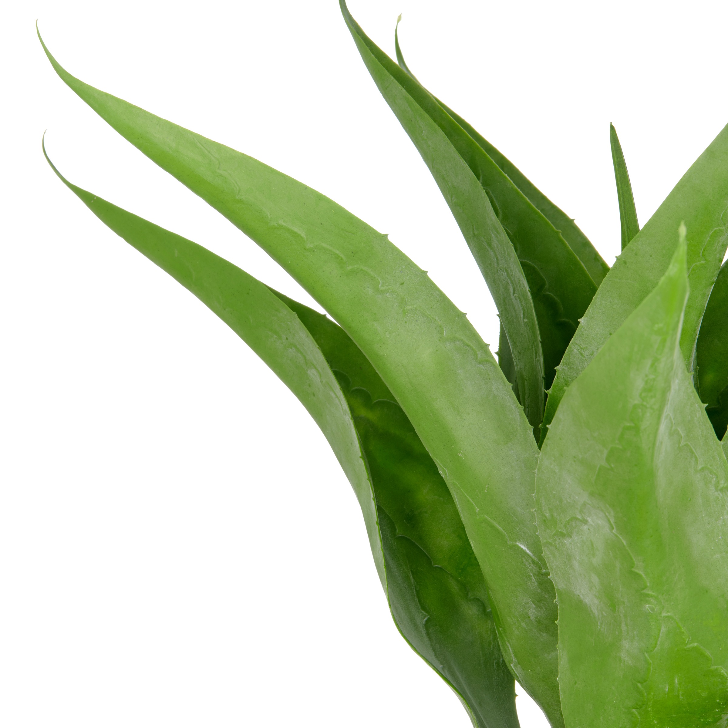 Creativ green Kunstpflanze »Agave«, mit 13 Agavenblättern