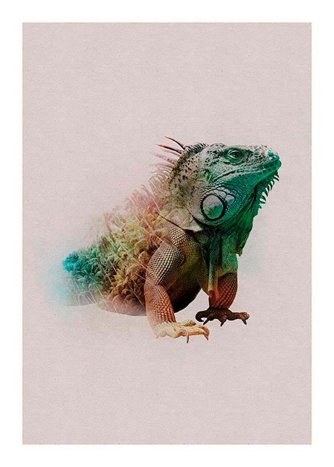 Komar Bild »Animals Paradise Iguana« Tiere 1 Stk. tlg. Wandbild zur Dekoration - ohne Rahmen