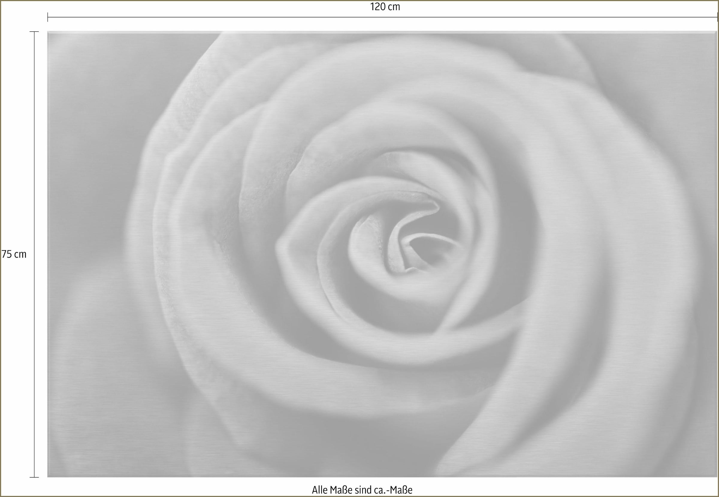 Alu-Dibond-Druck 120/75 »Rote cm auf Raten bestellen Rose«, Wall-Art
