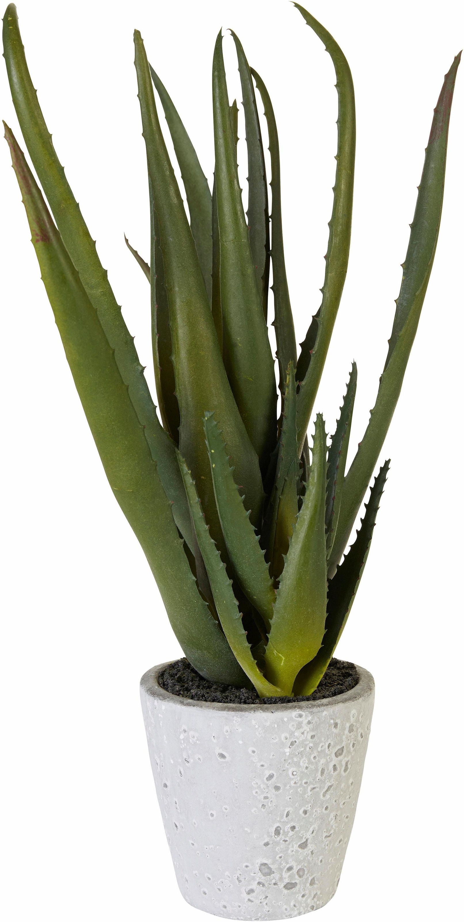 Creativ green Kunstpflanze »Aloe« mit Garantie online 3 kaufen XXL | Jahren